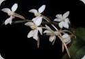 Aerangis mooreana